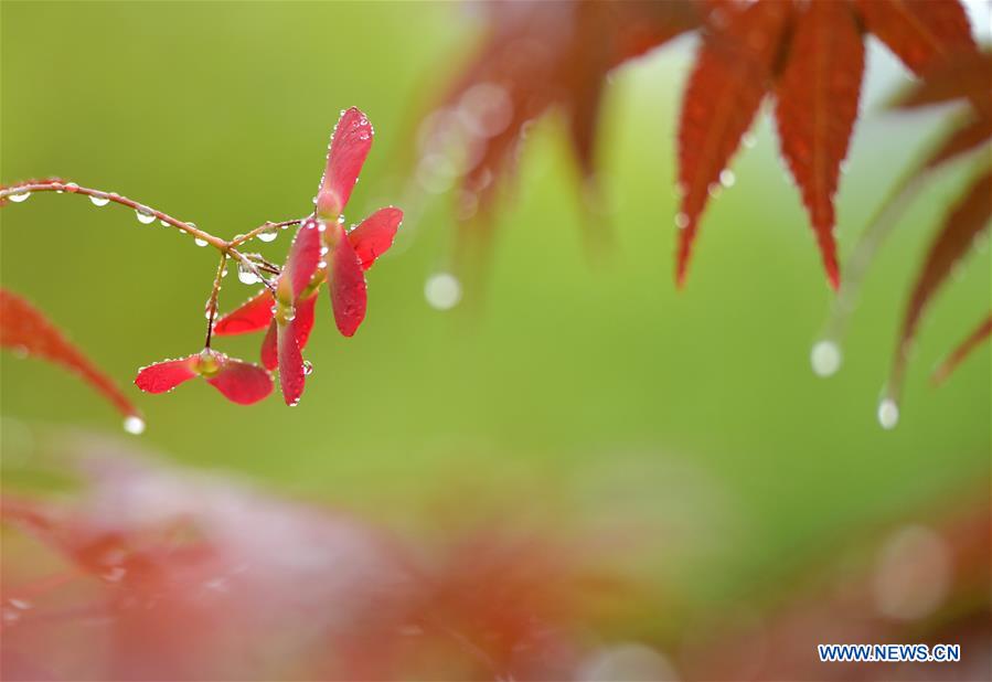 #CHINA-HUBEI-XUANEN-NATURE (CN)
