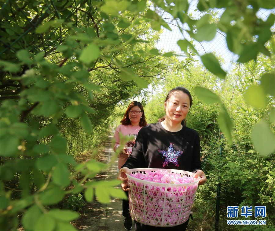 #（經濟）（5）江蘇海安：玫瑰花鋪就農民致富&ldquo;芬芳之路&rdquo;