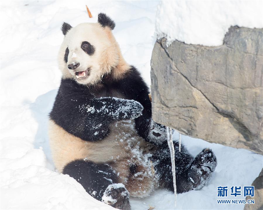 #（環境）（1）熊貓&ldquo;戲&rdquo;雪