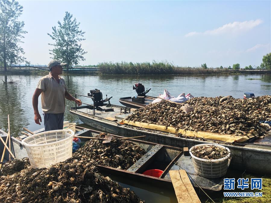 （新華視點(diǎn)&middot;圖文互動(dòng)）（1）上游洪水來襲下游魚蟹死亡，泄洪為何變泄污？