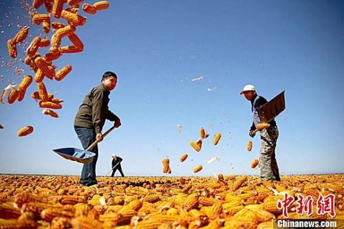 資料圖。農(nóng)民揮動鐵锨晾曬玉米，使得滿地盡帶&ldquo;黃金甲&rdquo;，成為一道靚麗的風(fēng)景線。趙琳 攝