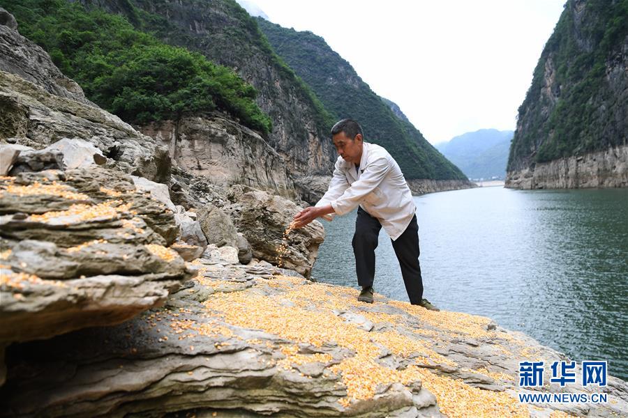 （在習近平新時代中國特色社會主義思想指引下&mdash;&mdash;新時代新作為新篇章）（3）重慶巫山：&ldquo;生態寶貝&rdquo;變身&ldquo;搖錢樹&rdquo;