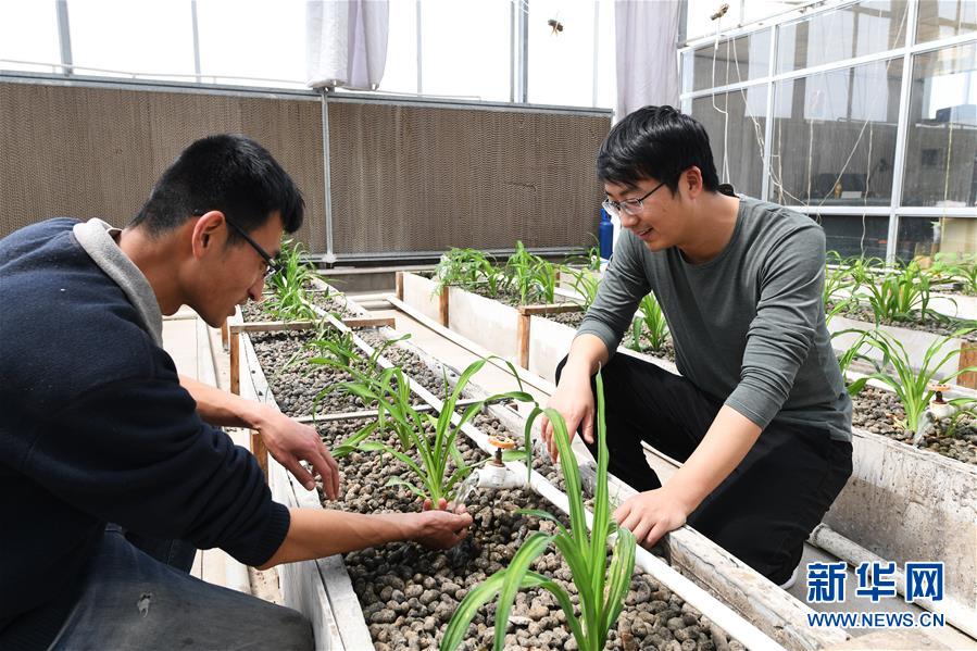 （在習近平新時代中國特色社會主義思想指引下&mdash;&mdash;新時代新作為新篇章&middot;圖文互動）（5）在綠色田野上書寫青春答卷&mdash;&mdash;幾位&ldquo;新農民&rdquo;的返鄉創業故事
