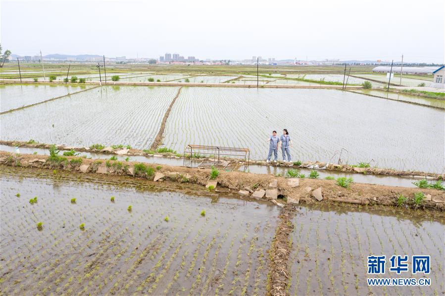 （在習近平新時代中國特色社會主義思想指引下&mdash;&mdash;新時代新作為新篇章&middot;圖文互動）（1）大學生種田讓農民&ldquo;老把式&rdquo;開了眼&mdash;&mdash;吉林長白山下的稻田新事