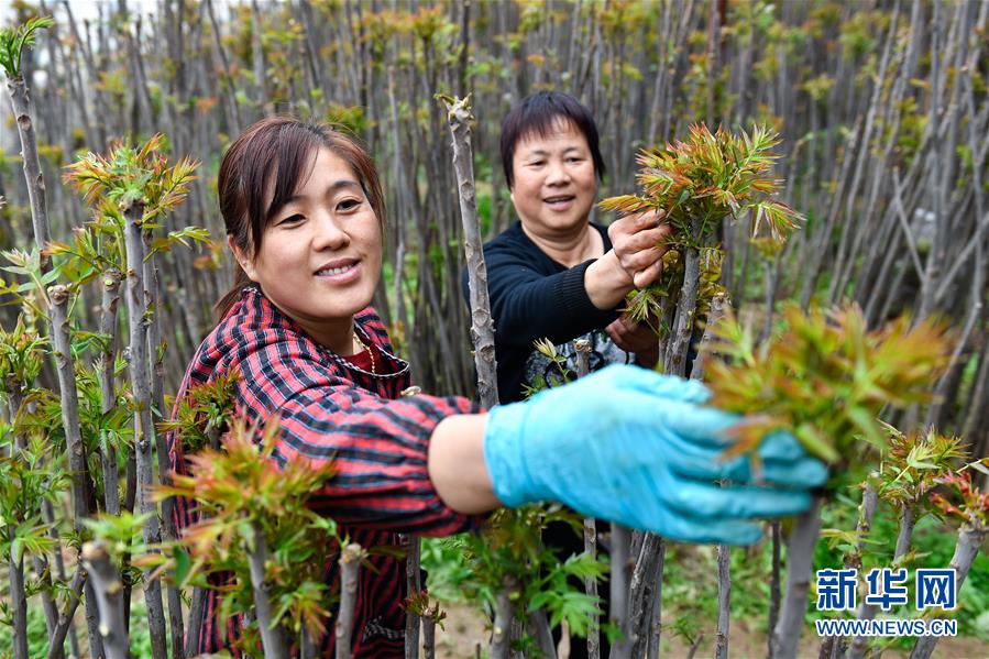 （在習近平新時代中國特色社會主義思想指引下&mdash;&mdash;新時代新作為新篇章&middot;圖文互動）（1）中條山下綠意濃&mdash;&mdash;一個&ldquo;資源窮縣&rdquo;的生態發展之路