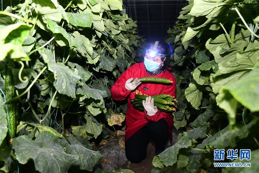 （聚焦疫情防控&middot;圖文互動）（1）蔬菜產地供應充足 菜價在合理區間&mdash;&mdash;來自蔬菜生產大省山東的一線調查報告