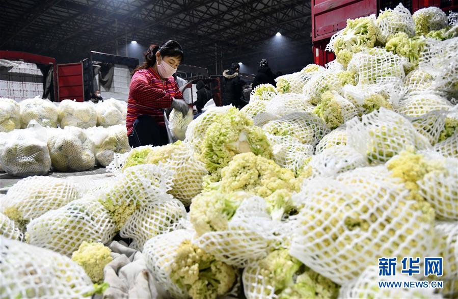 （聚焦疫情防控&middot;圖文互動）（3）蔬菜產地供應充足 菜價在合理區間&mdash;&mdash;來自蔬菜生產大省山東的一線調查報告