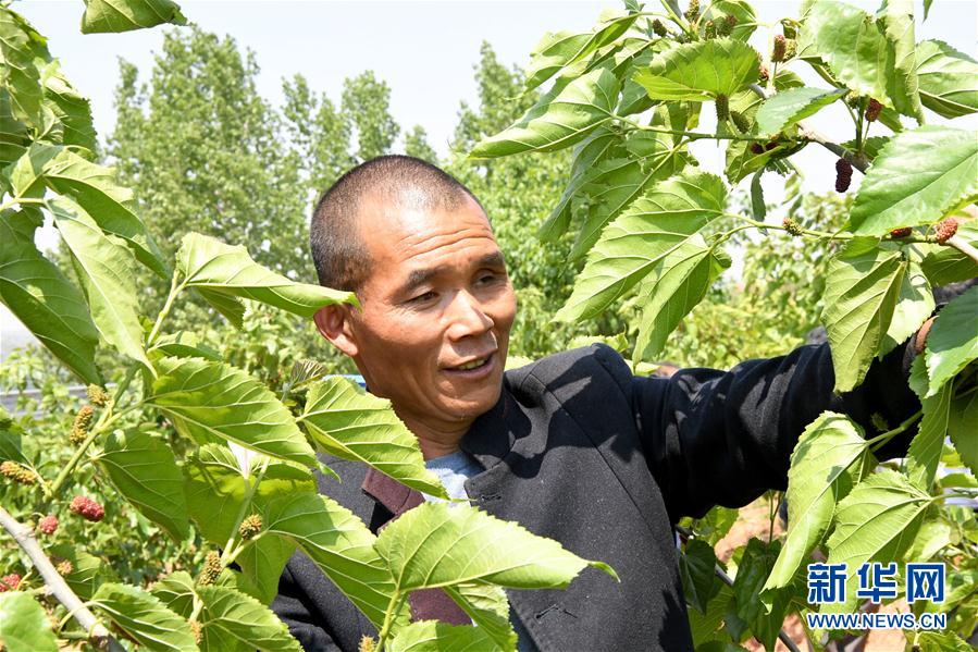 （決戰決勝脫貧攻堅&middot;圖文互動）（2）河南汝陽：發展特色種植養殖產業助力農民脫貧