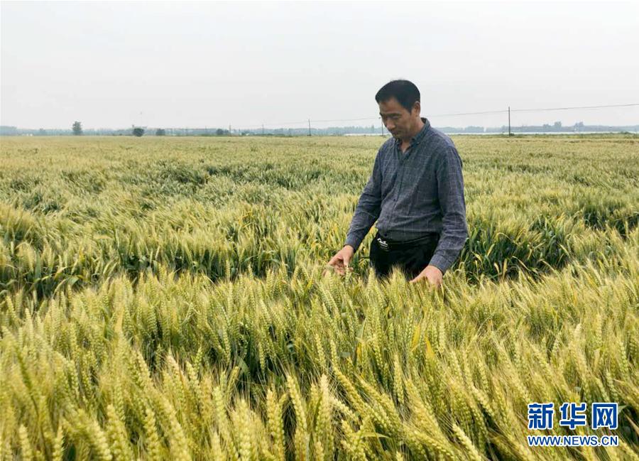 （在習近平新時代中國特色社會主義思想指引下&mdash;&mdash;新時代新作為新篇章&middot;習近平總書記關切事&middot;圖文互動）（1）新農事、新希望&mdash;&mdash;夏收前田間新動態掃描
