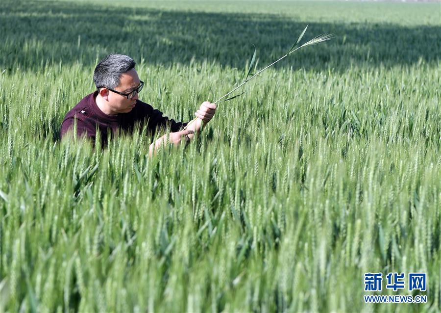 （在習近平新時代中國特色社會主義思想指引下&mdash;&mdash;新時代新作為新篇章&middot;習近平總書記關切事&middot;圖文互動）（5）新農事、新希望&mdash;&mdash;夏收前田間新動態掃描
