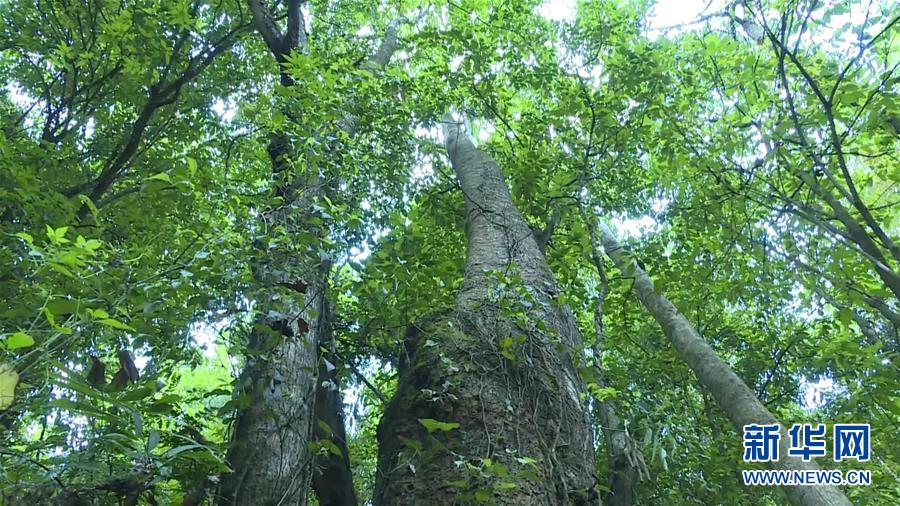 （圖文互動）（1）云南高黎貢山發現珍稀瀕危植物滇桐野生居群