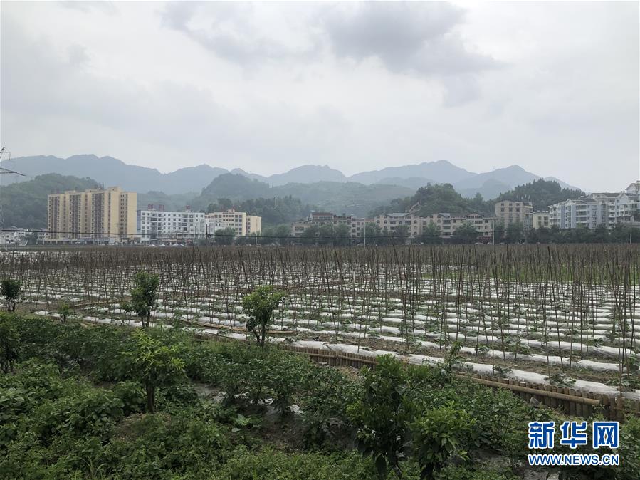 （決戰決勝脫貧攻堅&middot;圖文互動）（1）特色產業開啟貴州貧困山區發展新路徑