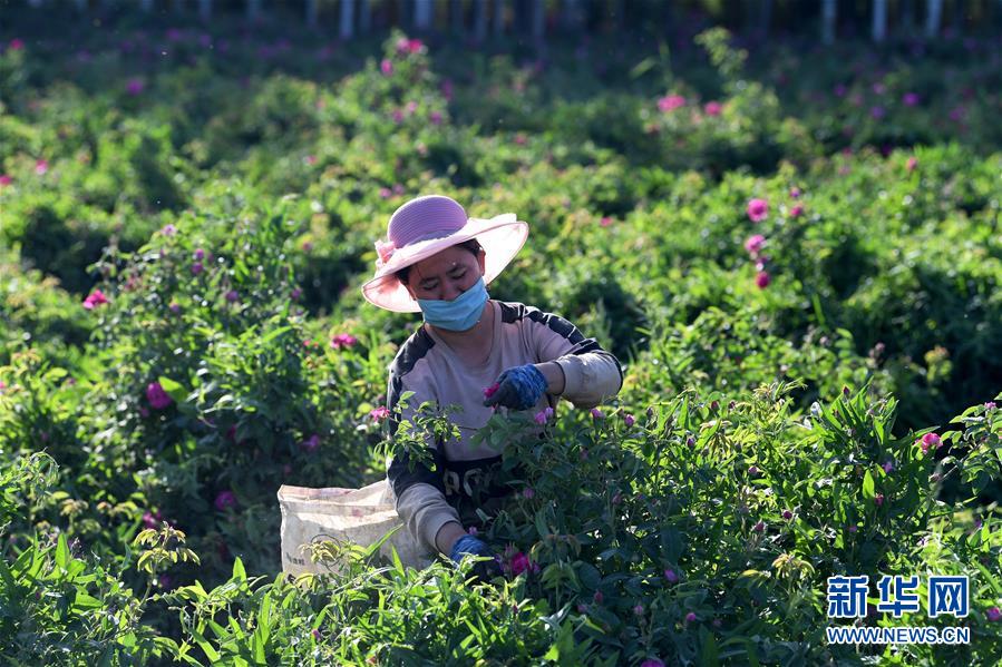 （決戰決勝脫貧攻堅&middot;聚焦三區三州&middot;圖文互動）（3）號角聲里看于田&mdash;&mdash;來自庫爾班大叔故鄉的脫貧報告