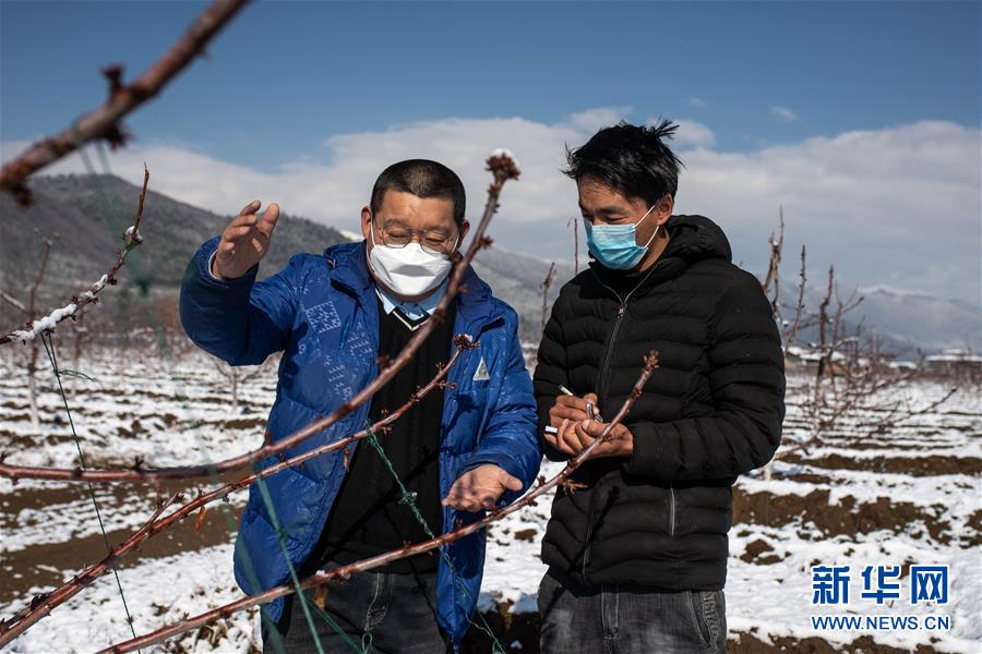 (決戰決勝脫貧攻堅·聚焦三區三州·圖文互動)(4)拓展新天地——云南迪慶藏區“新產業”掠影