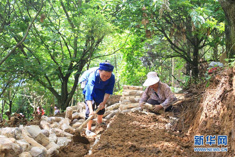 （決戰(zhàn)決勝脫貧攻堅&middot;圖文互動）（3）問林下要地 助&ldquo;新市民&rdquo;就業(yè)增收