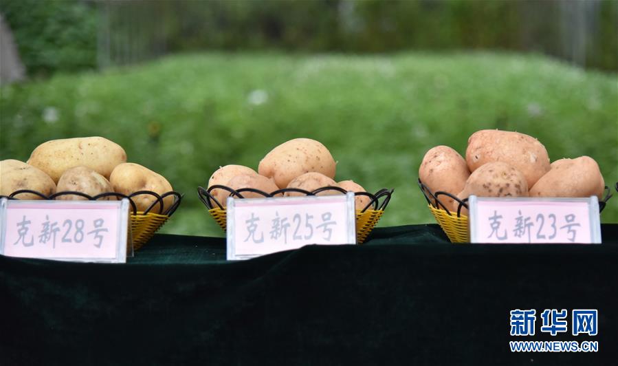 （決戰決勝脫貧攻堅&middot;圖文互動）（2）&ldquo;小土豆&rdquo; 漸成增收大產業