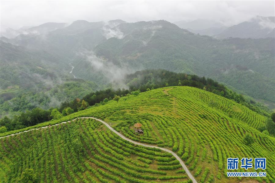 （走向我們的小康生活&middot;圖文互動）（8）綠了青山，紅了日子&mdash;&mdash;秦巴山區(qū)群眾繪出小康&ldquo;調(diào)色板&rdquo;