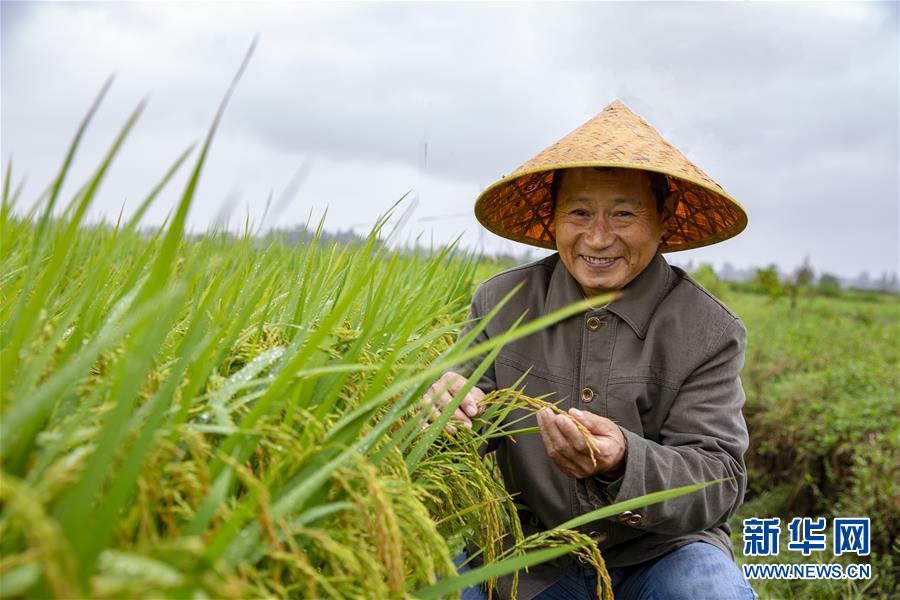 （中國(guó)農(nóng)民豐收節(jié)&middot;圖文互動(dòng)）（1）&ldquo;洞庭米王&rdquo;豐收心曲：粒粒辛苦方有&ldquo;一粥一飯&rdquo;