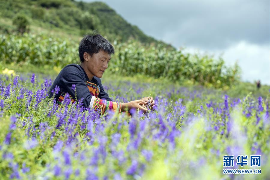 （鄉村振興&middot;圖文互動）（6）涼山深處有&ldquo;黃金&rdquo;