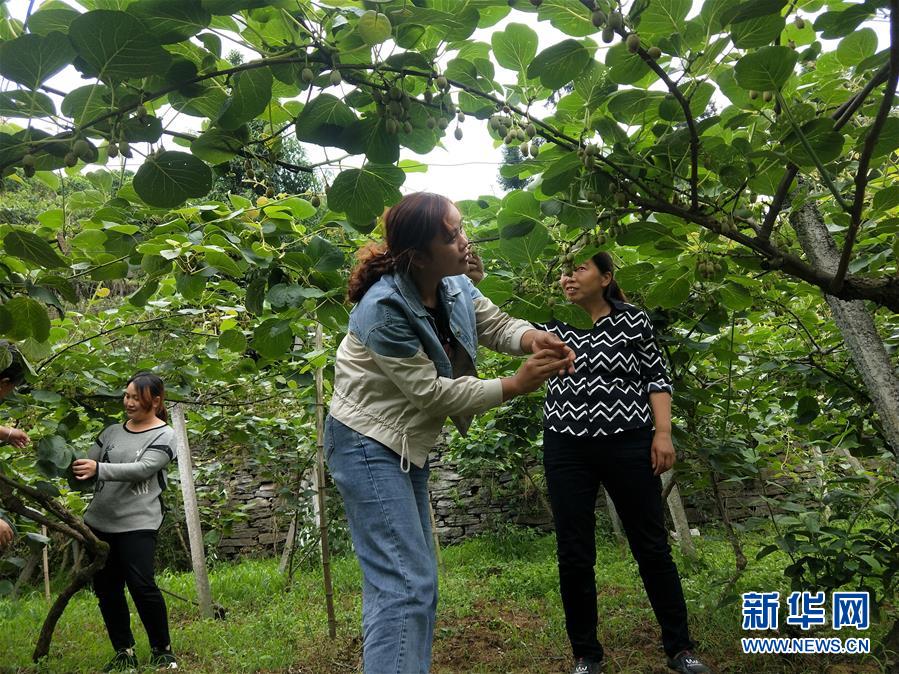 （新華全媒頭條&middot;圖文互動）（10）初夏，循著總書記的腳步探訪產業扶貧新事