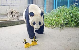 動物園里的&ldquo;餃子&rdquo;大餐