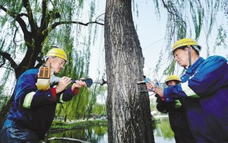 柳樹&ldquo;打針&rdquo; 抑制飛絮