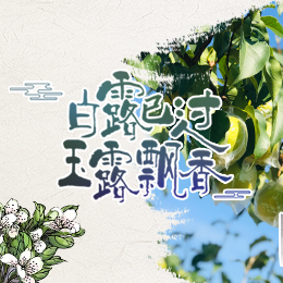 白露已過，玉露飄香