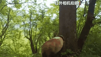 四川松潘：野生大熊貓倚大樹&ldquo;蹭癢癢&rdquo;