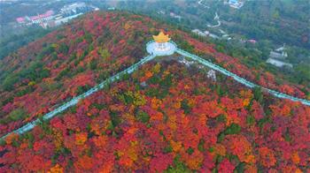 美麗中國(guó)丨紅葉&ldquo;醉&rdquo;金秋